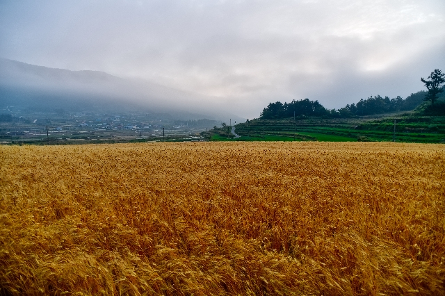 청산도 대표 이미지