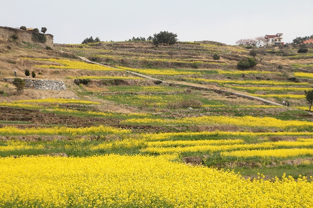 청산도 대표 이미지