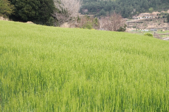 청산도 대표 이미지